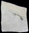 Permian Branchiosaur (Amphibian) Fossil - Germany #63589-1